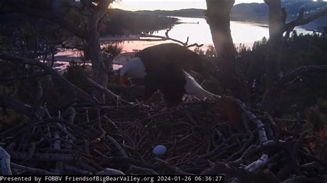 [Big Bear Lake Eagle Cam] First Shift Change of the Nesting Season (1