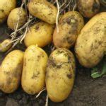 Сорт картофеля «Леди Ленора (Lady Lenora)» – описание и фото