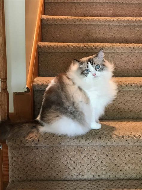 The Chocolate Ragdoll Cat - Mitted, Colorpoint, Bicolor & Lynx