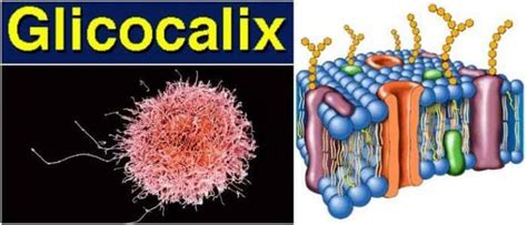 O Que É O Glicocalix - Glicocalix: Definición, Historia, Composición, Ubicación y Técnicas de ...