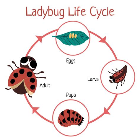 Lady Bug Life Cycle