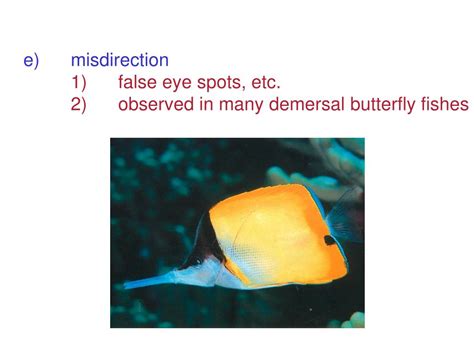 Ppt Fish Morphology Powerpoint Presentation Free Download Id4633126