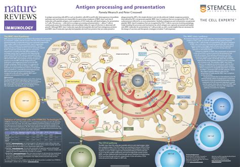 (PDF) Antigen Processing and Presentation Poster