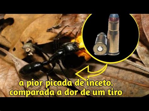 Formiga Cabo Verde Picada - Formiga bala/Formiga cabo Verde/a pior picada de inceto/Fatos e Relatos ...
