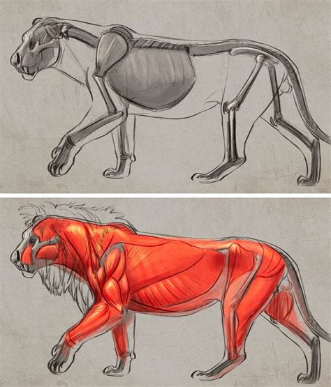 Animal anatomy