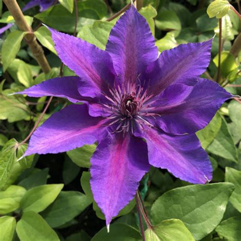Boulevard® Edda™ Clematis