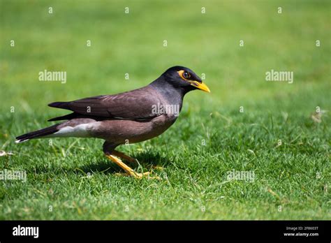 Myna Bird Hi Res Stock Photography And Images Alamy
