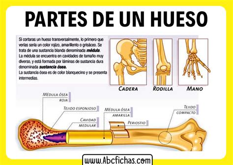 Las Partes De Un Hueso Abc Fichas