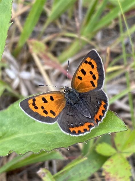 Second Annual Capital Area Butterfly Survey Results - NH Audubon