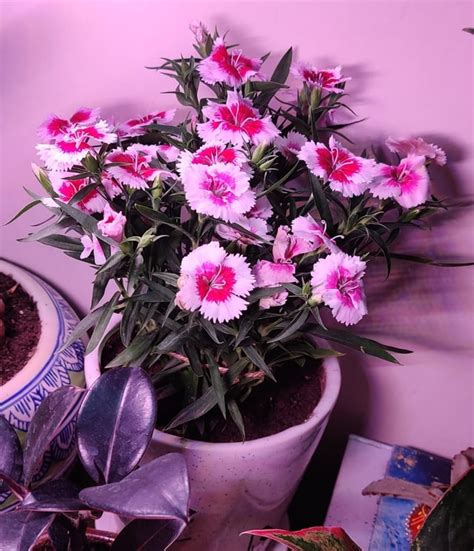 Dianthus Flowers Going Absolutely Insane I Love The Spring Rgardening
