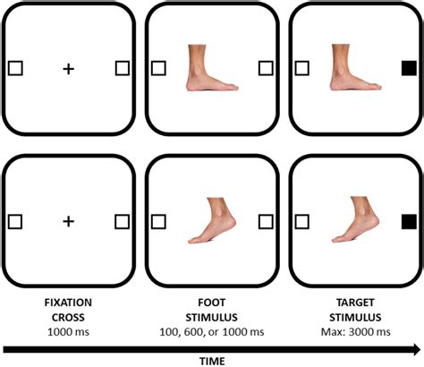 Examples Of Trials Used In Both Experiments 1 And 2 Stimuli Are Not