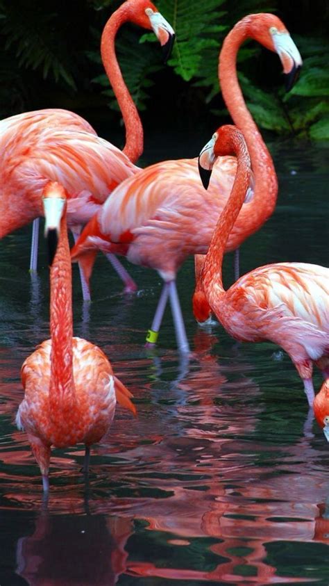 Flamingo HD Wallpapers - Top Free Flamingo HD Backgrounds - WallpaperAccess