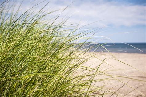 Beach Grass Stock Image Image Of Beach Flora White 5986451