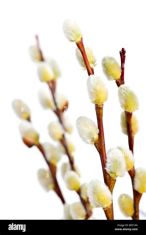 Spring Pussy Willow Branches Isolated On White Background Stock Photo Alamy