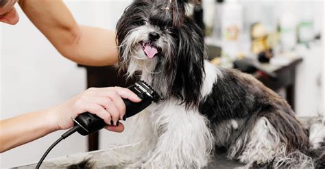 dog grooming tools       dogington post