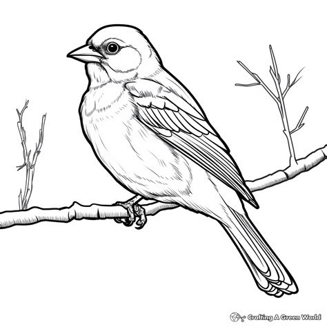 Oriole Coloring Pages Free Printable