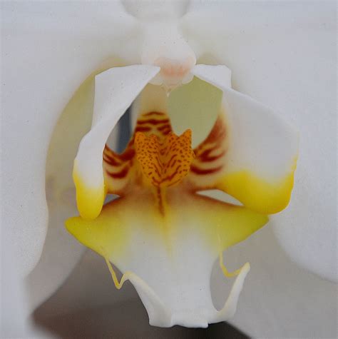 Gay Blowjob And Cum In Mouth Compilation Naxreyoo