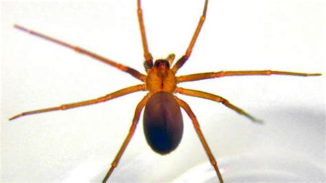 Poisonous Spiders A Guide To Identifying Them In North And South Carolina Myrtle Beach Sun News