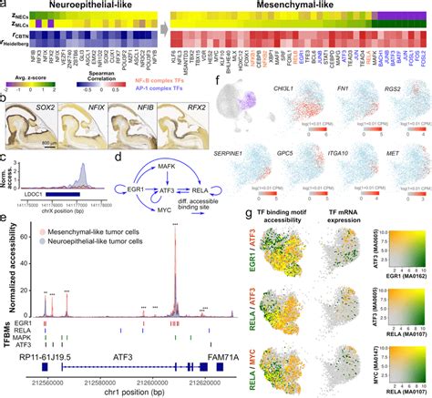 The Transition Of Posterior Fossa Ependymoma Tumor Cells Into A