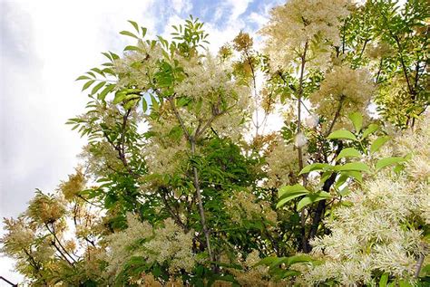 Flowering Ash 6611 Tree Of The Week Flowering Ash Frax Flickr