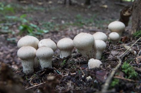 Puffball Lycoperdon Perlatum Recipe Gone N