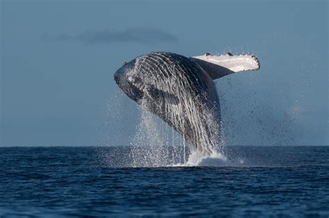 2HR Mooloolaba Whale Watching Experience (June - Oct) - Adventure Rafting Reservations