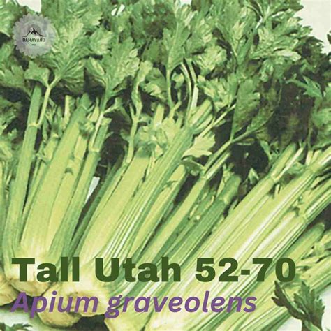 Celery Tall Utah 52 70 Seeds Apium Graveolens
