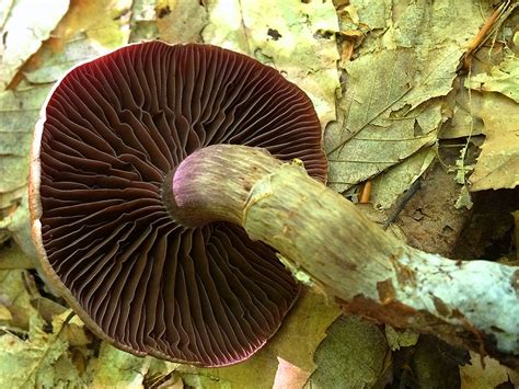 Cortinarius Torvus Cortinaire Pied Courbe Pousse Sous Flickr