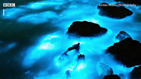 As Algas Que Iluminam O Mar Na Austr Lia Bbc News Brasil