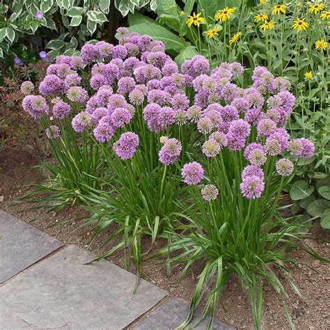 pin  patio