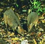 ! Rainforest Nocturnal Animals ! Spotlighting, Far North Queensland ...