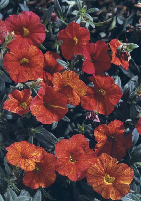 Million Bells® Crackling Fire Calibrachoa Hybrid Million Bells Red