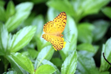 Myths Symbolism And Meaning Of Yellow Butterflies