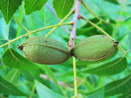 Plants Everywhere Noce Pecan Plants Everywhere Alberi Da Frutto