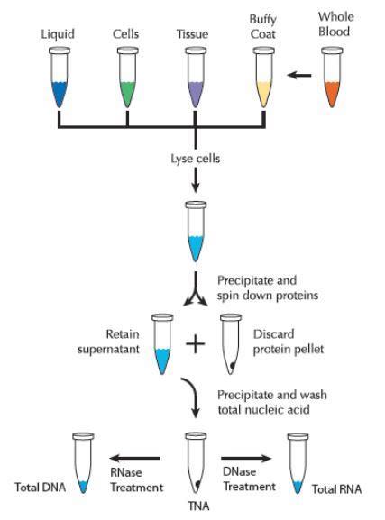 MasterPure Complete DNA And RNA Purification Kit Genesuz