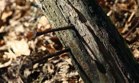 Free Images Tree Nature Forest Grass Branch Wood Sunlight Leaf