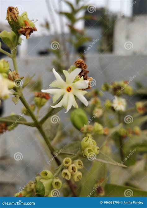 Parijat Ka Phool 9