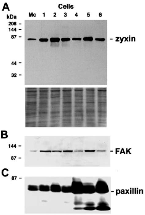 Figure From Role Of Zyxin In Differential Cell Spreading And