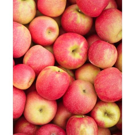 Cripps Pink Apple, Pink Lady Tree » Store » Tomorrow's Harvest