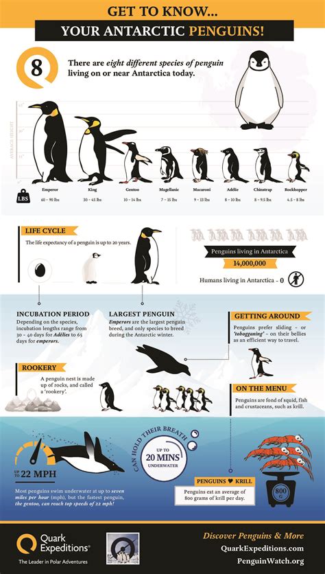 Penguin Infographic from Quark Expeditions | Penguins, Penguin facts