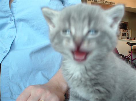 Amateur Lovers IMG Porn Pic