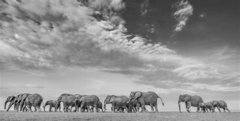 African Elephant Wildlife Animal Conservation | Deanna DeShea Photography