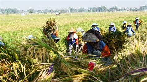 Panen Padi Musim Gadu Di Madiun Harga Gabah Melonjak Petani Sambut