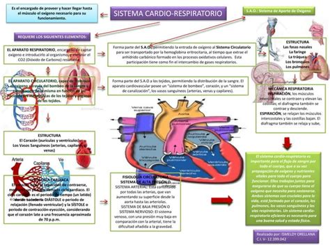 Sistema Cardio Respiratorio Ppt