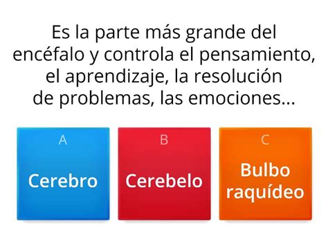 CIENCIA Y TECNOLOGÍA SEXTO A Qué ocurre en el cerebro cuando