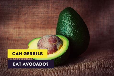 gerbils eat avocados toxicity  persin  gerbils