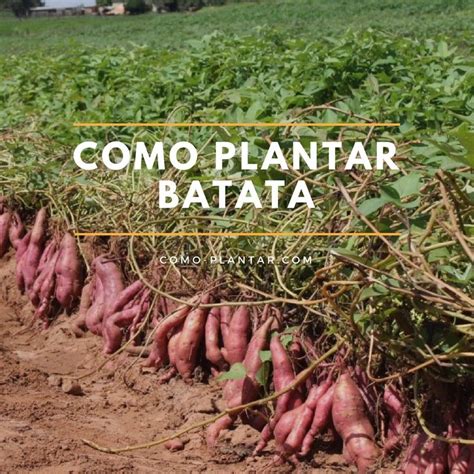 Cómo Plantar Batatas Consejos Para Mi Huerto