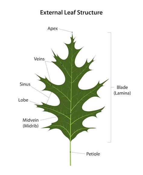 Lamina Leaf