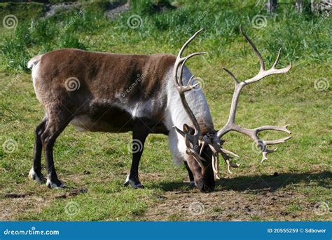 A Male Reindeer Or Caribou Grazing Royalty Free Stock Images - Image ...