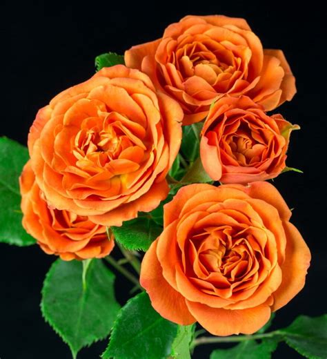 Роза "Бейб" - rassadatula